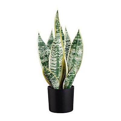 Sansevieria Plant in Pot - Variegated