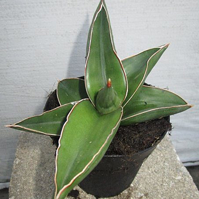 Sansevieria 'Samurai'