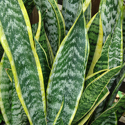 Sansevieria trifasciata