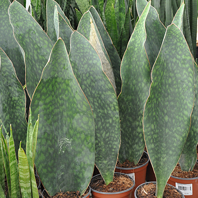 Sansevieria m. 'Victoria'