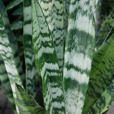 Sansevieria zeylanica