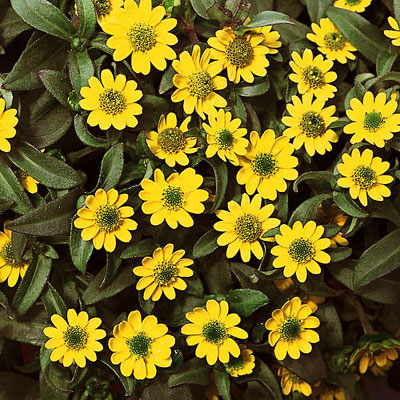 Sanvitalia 'Sunbini'