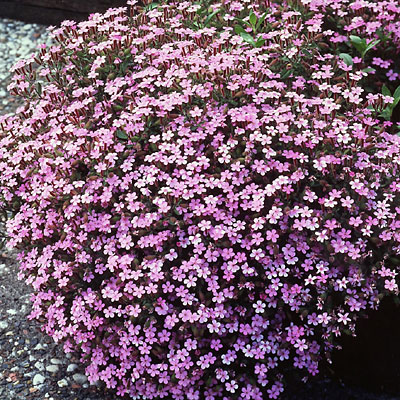 Saponaria ocymoides