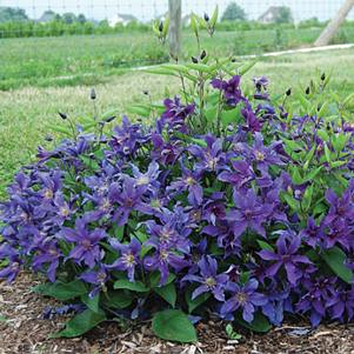Clematis in. 'Sapphire Indigo'