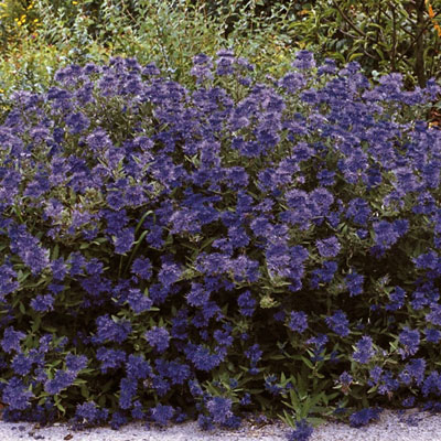Caryopteris x c. 'Sapphire Surf'