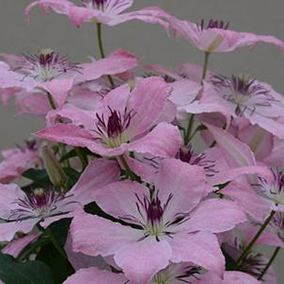 Clematis 'Sarah Elizabeth'