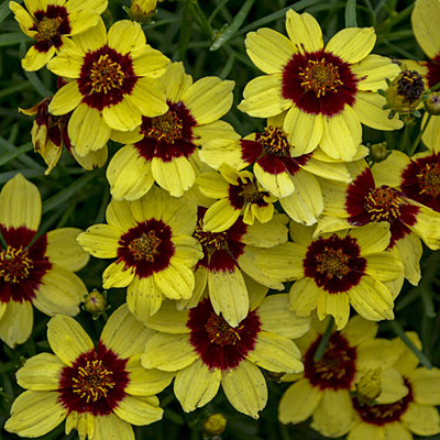 Coreopsis v. 'Sassy Saffron'