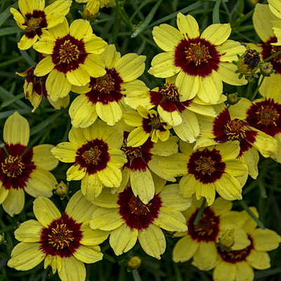 Coreopsis x 'Sassy Saffron'