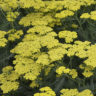 Achillea x 'Sassy Summer Lemon'