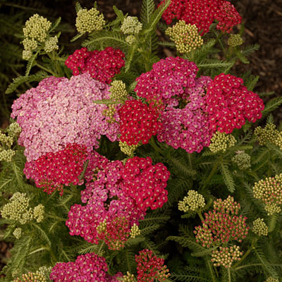 Achillea m. 'Saucy Seduction'