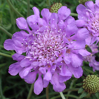 Scabiosa c. 'Butterfly Blue'