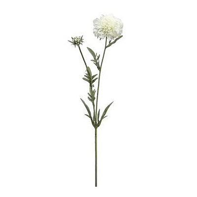 Scabiosa Spray - Cream