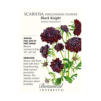 Seeds - BI Scabiosa Black Knight