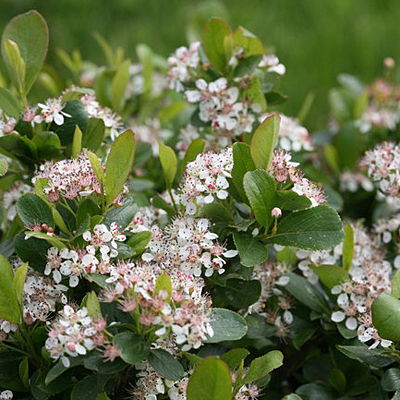 Aronia m. 'Low Scape Mound'