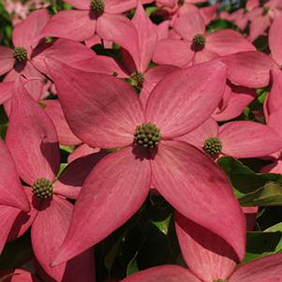 Cornus k. 'Scarlet Fire'