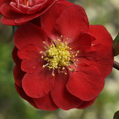 Chaenomeles 'Double Take Scarlet Storm'