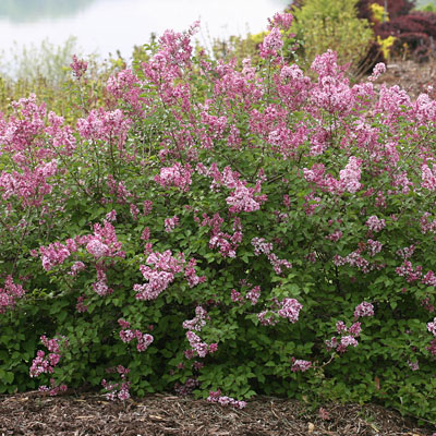 Syringa x 'Scent and Sensibility Pink'