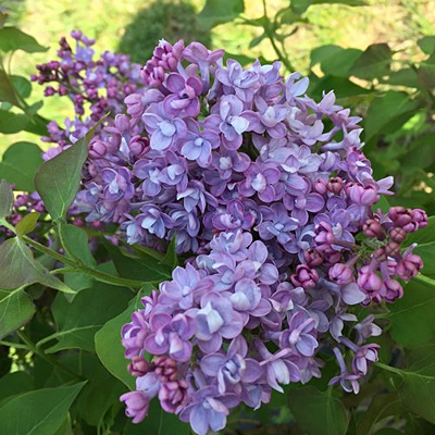 Syringa x h. 'Scentara Double Blue'