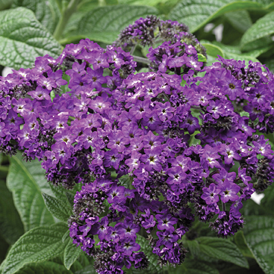 Heliotrope 'Scentropia Dark Blue'