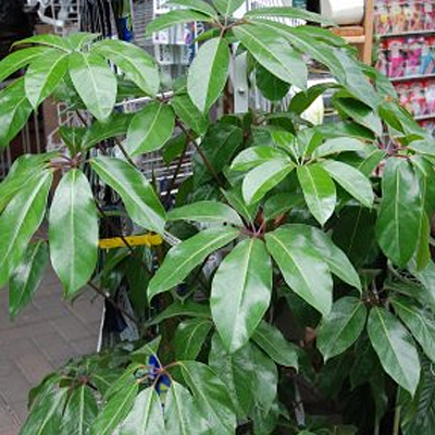 Schefflera actinophylla 'Amate'