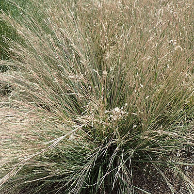 Schizachyrium s. 'Carousel'