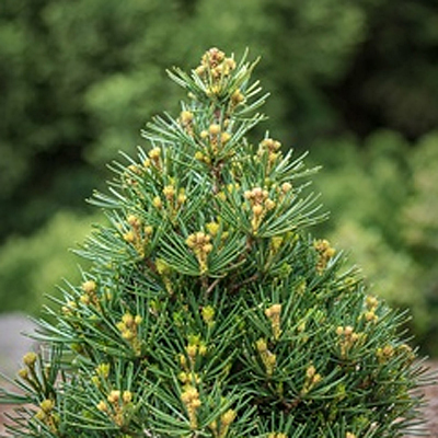 Sciadopitys v. 'Picola'