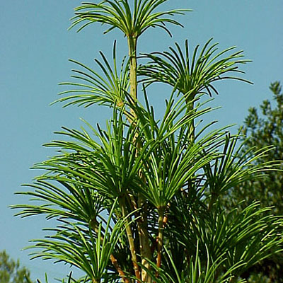 Sciadopitys verticillata