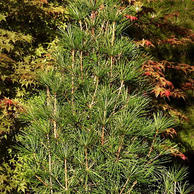 Sciadopitys v. 'Wintergreen'