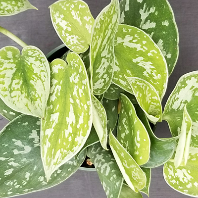 Scindapsus pictus