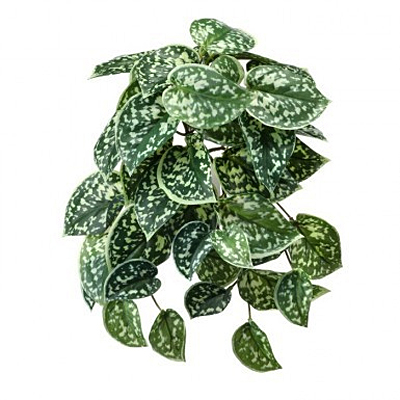 Scindapsus Pictus Natural Touch Bush x8