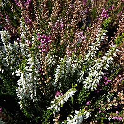 Calluna v. 'Scotch Plaid'
