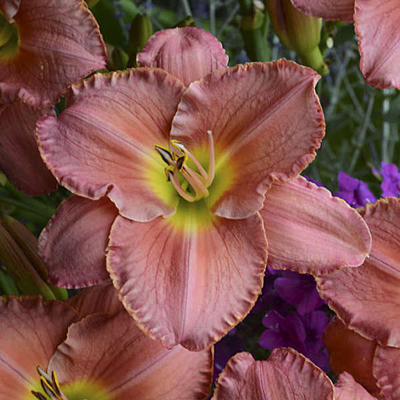 Hemerocallis 'Scottish Fantasy'