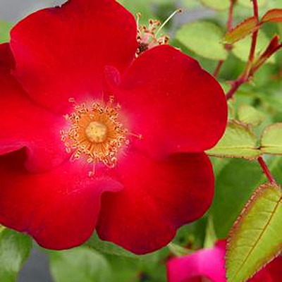 Rosa 'Screaming Neon Red'