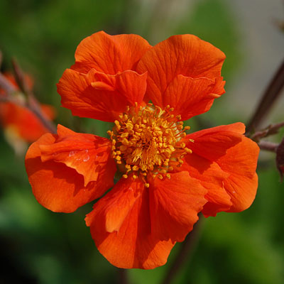Geum x 'Cocktail Sea Breeze'