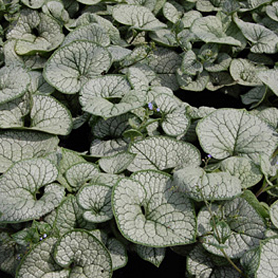 Brunnera m. 'Sea Heart'