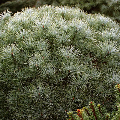 Pinus st. 'Sea Urchin'