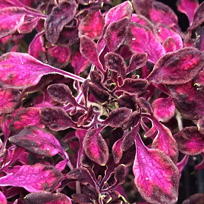 Coleus 'Under the Sea Seaweed Red'