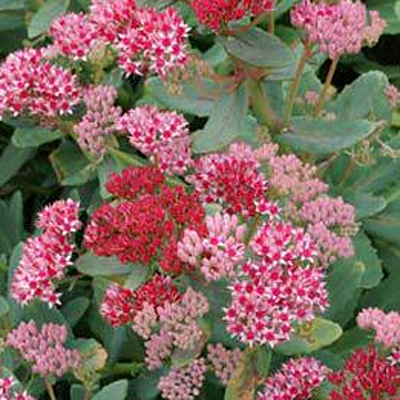 Sedum x 'Abbeydore'