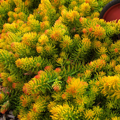 Sedum reflexum 'Angelina'