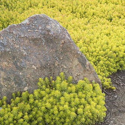 Sedum rupestre 'Angelina'