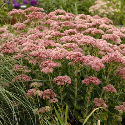 Sedum spect. 'Autumn Fire'