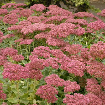 Sedum spect. 'Autumn Joy'