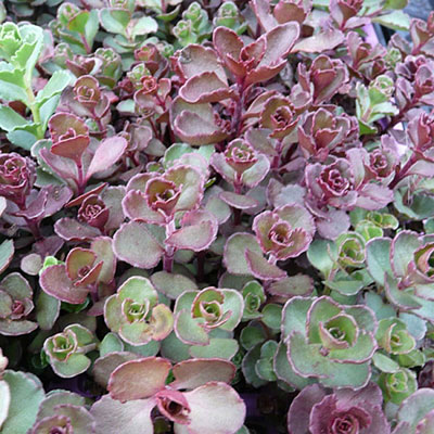 Sedum spurium 'Blaze'