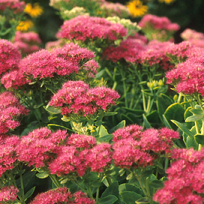 Sedum spect. 'Brilliant'