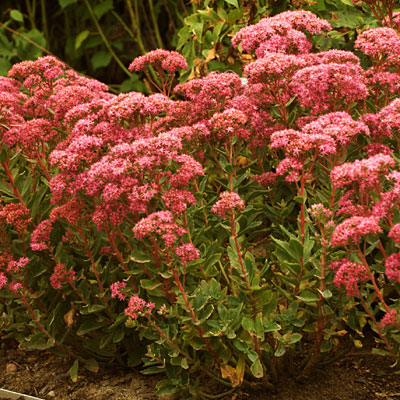 Sedum x 'Carl'