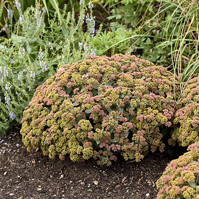 Sedum x 'Coraljade'