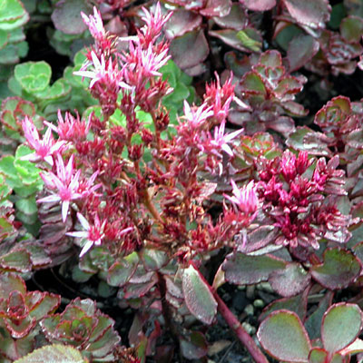 Sedum spur. 'Dragon's Blood'
