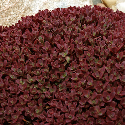 Sedum x 'Firecracker'