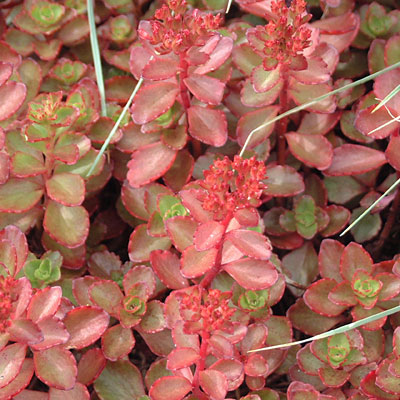 Sedum spur. 'Fuldaglut'