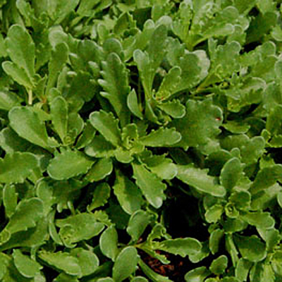 Sedum f. 'Weihenstephaner Gold'